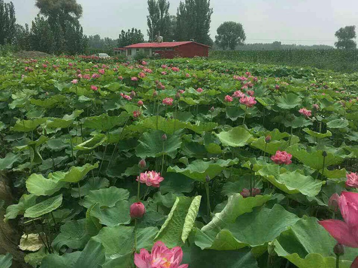 荷花苗种植案例 